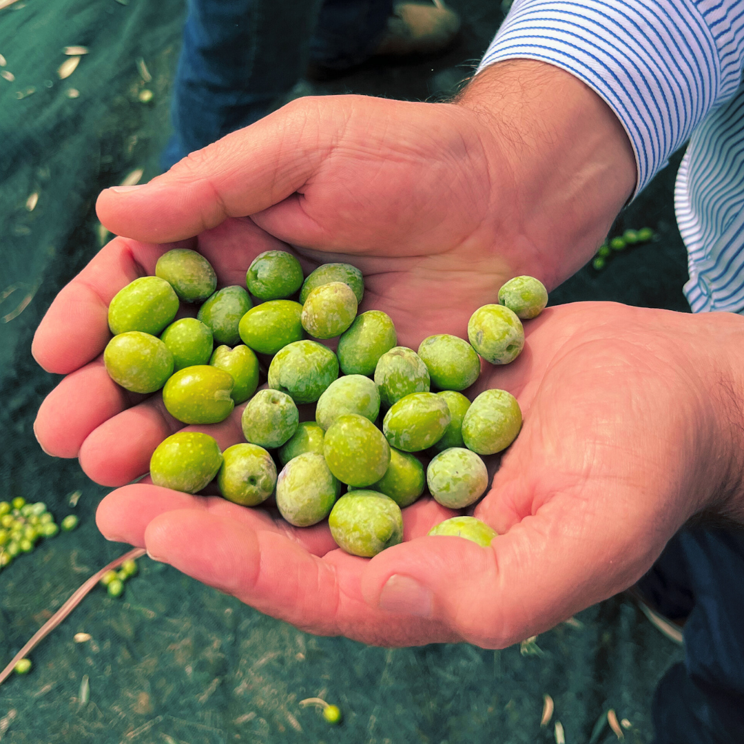 Why We Pick Our Olives When They’re Green and Angry.