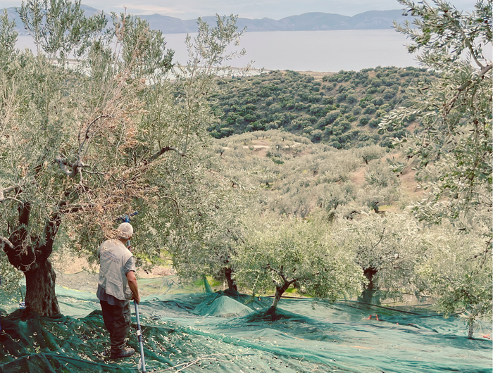 <h5><span style="text-decoration:underline">ARGO OLIVES</span></h5><h1>About us</h1>